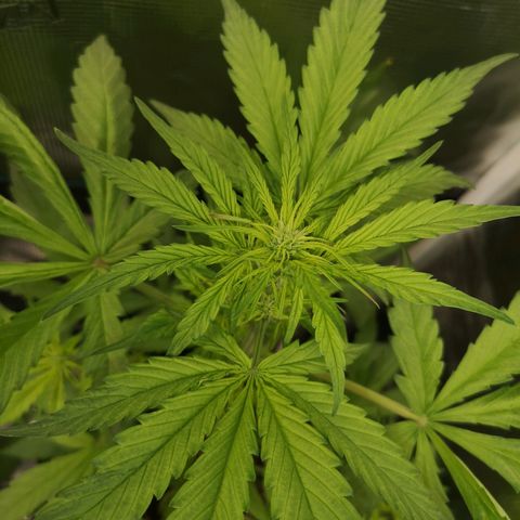 Dark devil auto growlog timeline photo