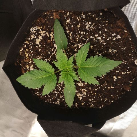 Sour d auto  growlog timeline photo