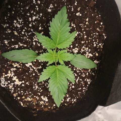 Sour d auto  growlog timeline photo