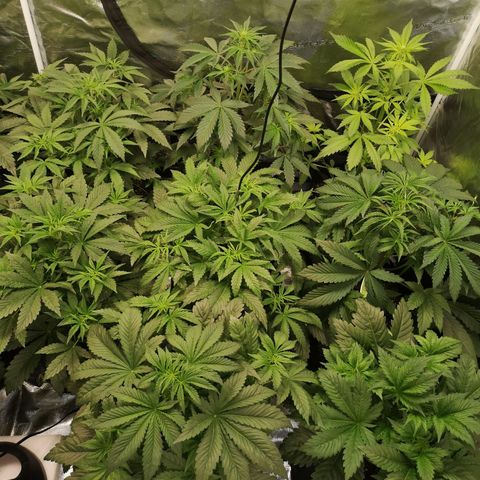 Pluto auto growlog timeline photo