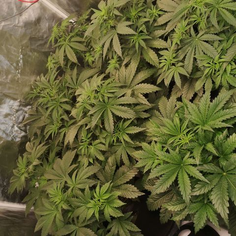 LBCOG auto growlog timeline photo