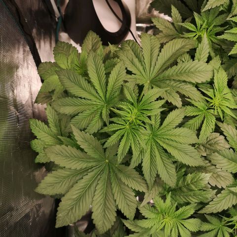 Purple thai auto  growlog timeline photo