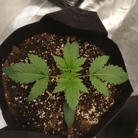 Sour d auto  growlog timeline photo