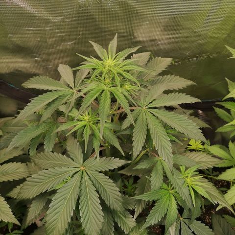 Crystal candy xl auto growlog timeline photo