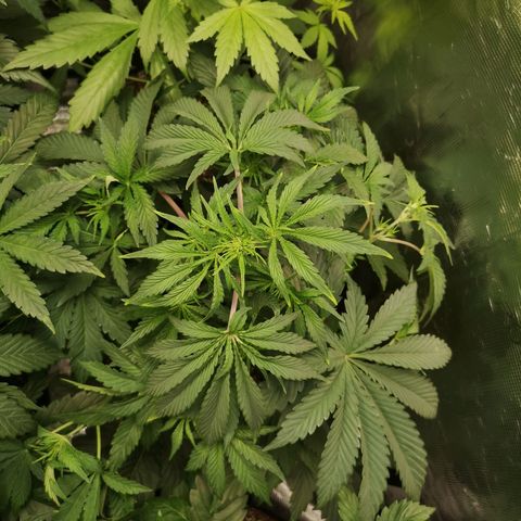 Og kush auto growlog timeline photo