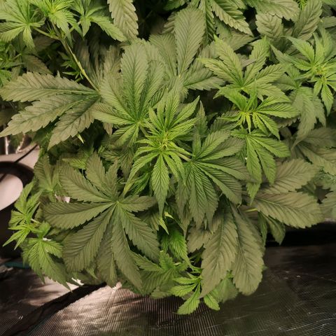 Purple thai auto  growlog timeline photo