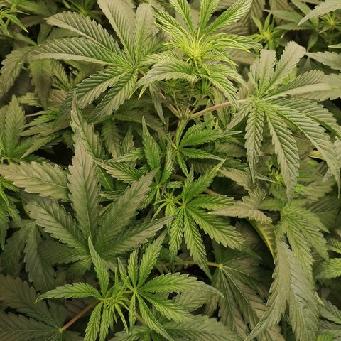 LBCOG auto growlog timeline photo