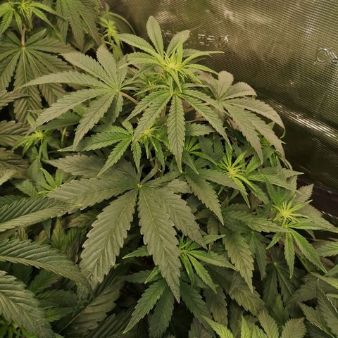 Pina rbx auto growlog timeline photo