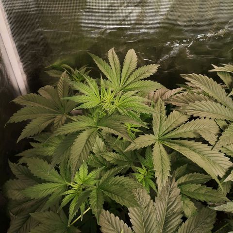 Banana Hammock auto growlog timeline photo