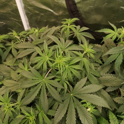 Pluto auto growlog timeline photo