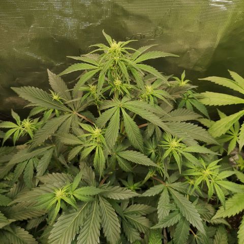 Crystal candy xl auto growlog timeline photo