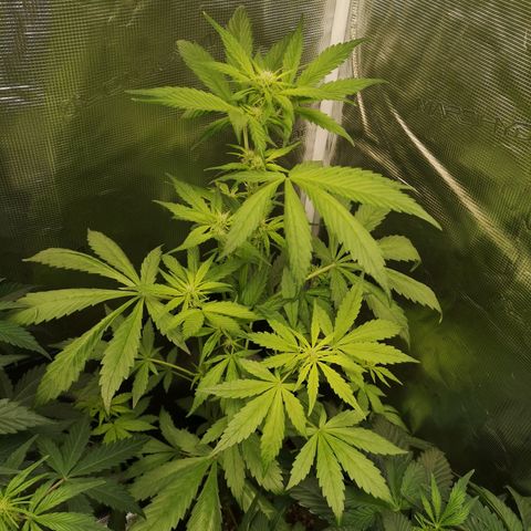 Dark devil auto growlog timeline photo