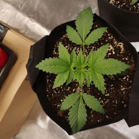 Sour d auto  growlog timeline photo