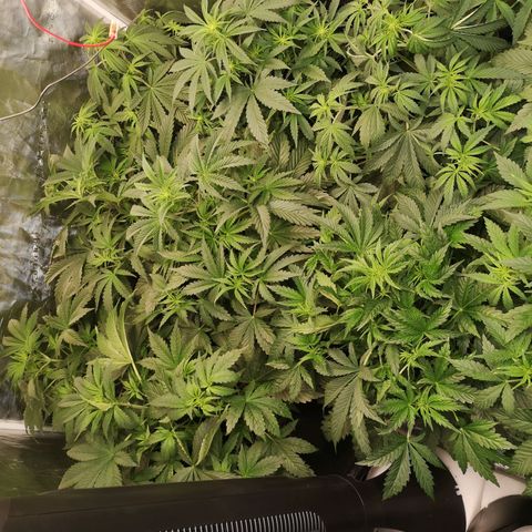 LBCOG auto growlog timeline photo