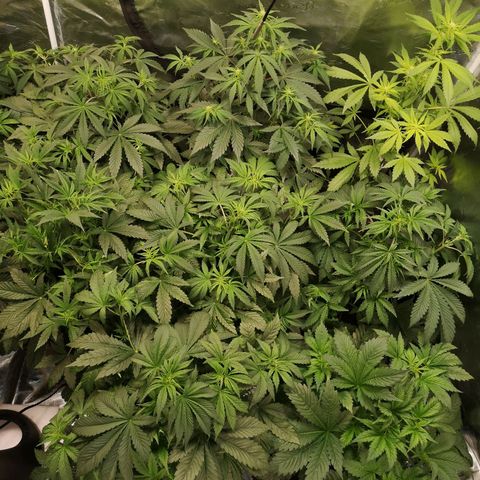 Pluto auto growlog timeline photo