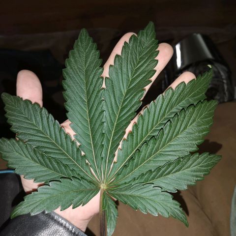 Og kush auto growlog timeline photo