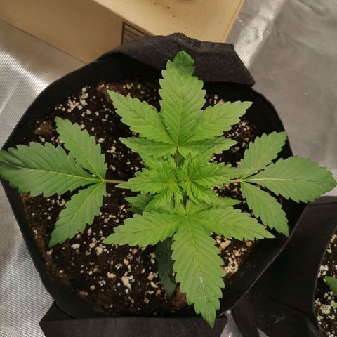Sour d auto  growlog timeline photo