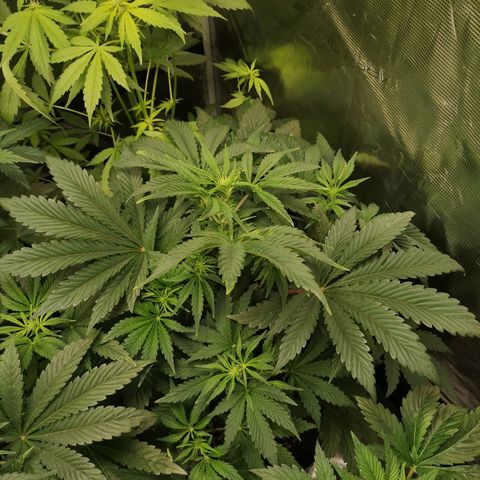 Og kush auto growlog timeline photo