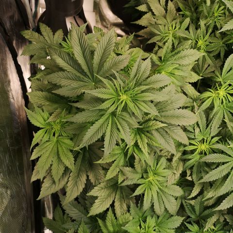 Purple thai auto  growlog timeline photo