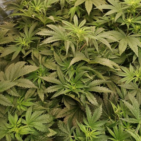 LBCOG auto growlog timeline photo
