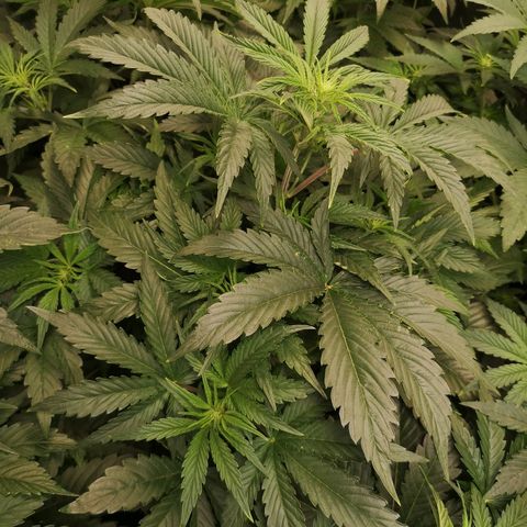 LBCOG auto growlog timeline photo