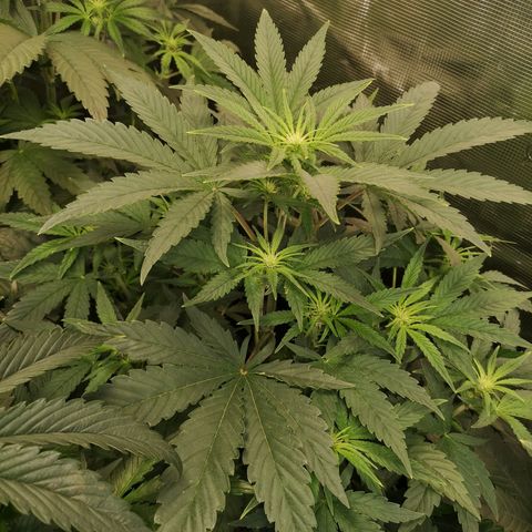 Pina rbx auto growlog timeline photo