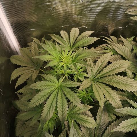Banana Hammock auto growlog timeline photo