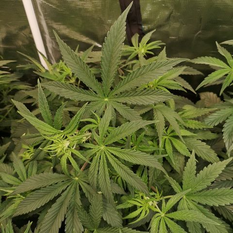 Pluto auto growlog timeline photo