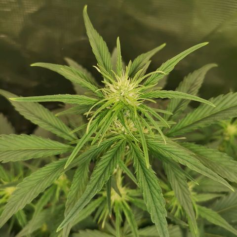 Crystal candy xl auto growlog timeline photo
