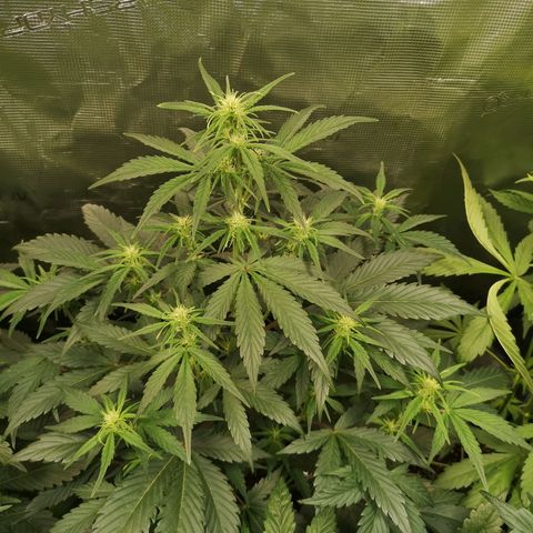 Crystal candy xl auto growlog timeline photo