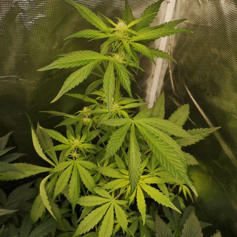 Dark devil auto growlog timeline photo