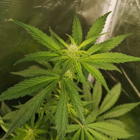 Dark devil auto growlog timeline photo