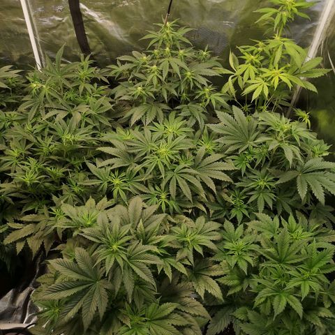 Pluto auto growlog timeline photo