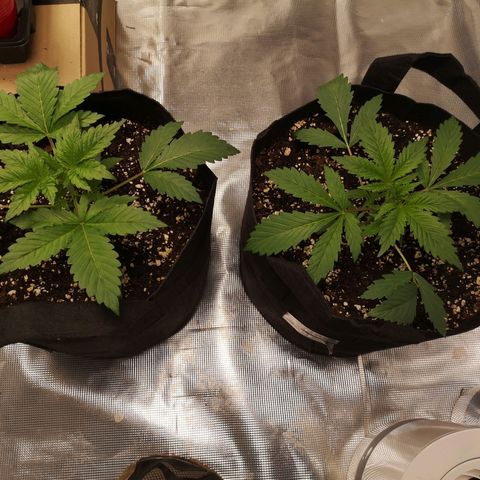 Sour d auto  growlog timeline photo