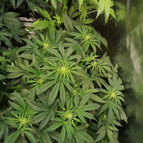 Og kush auto growlog timeline photo