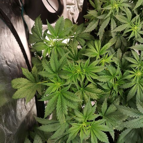 Purple thai auto  growlog timeline photo