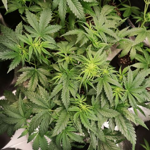 LBCOG auto growlog timeline photo