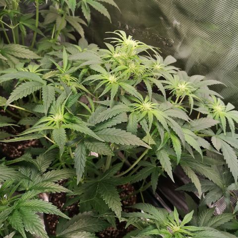 Pina rbx auto growlog timeline photo