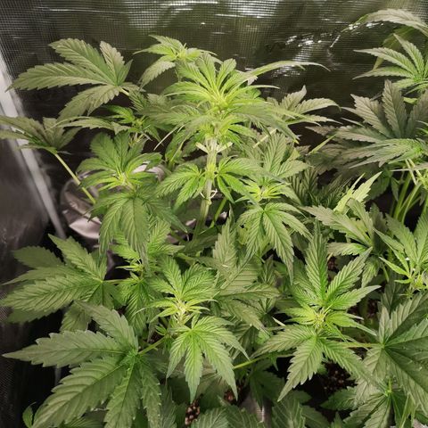 Banana Hammock auto growlog timeline photo