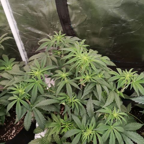 Pluto auto growlog timeline photo