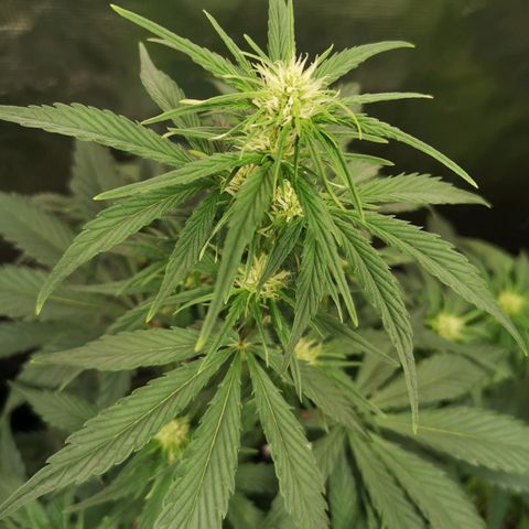 Crystal candy xl auto growlog timeline photo