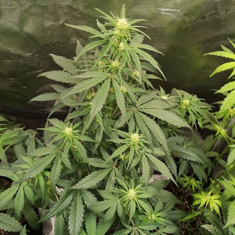 Crystal candy xl auto growlog timeline photo