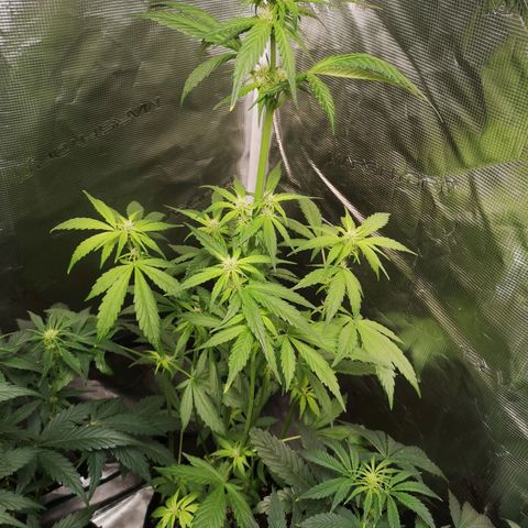 Dark devil auto growlog timeline photo