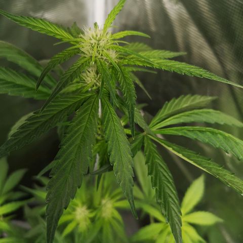 Dark devil auto growlog timeline photo