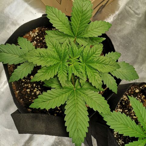 Sour d auto  growlog timeline photo