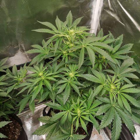 Og kush auto growlog timeline photo