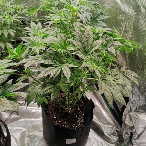 Purple thai auto  growlog timeline photo