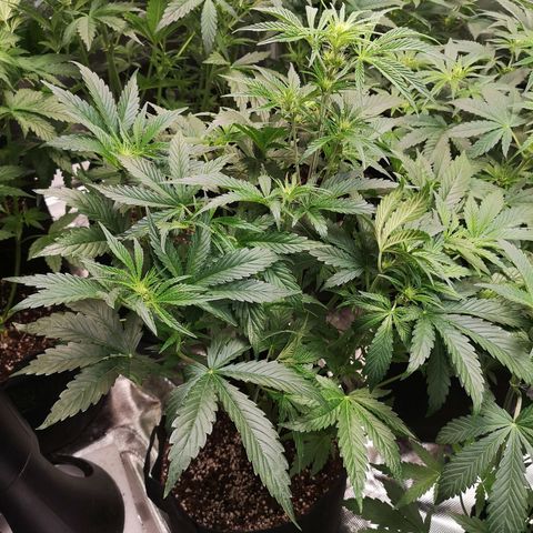 LBCOG auto growlog timeline photo