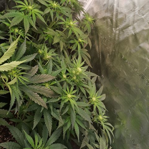 Pina rbx auto growlog timeline photo
