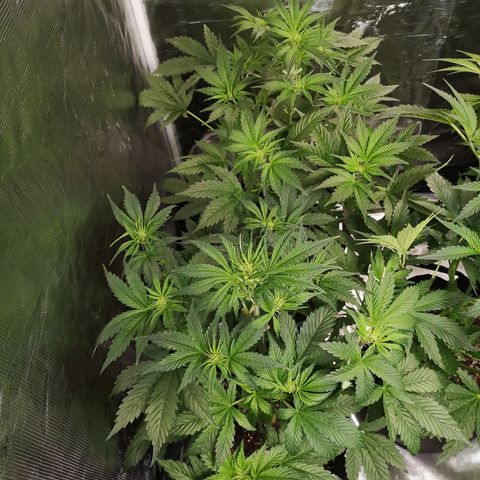 Banana Hammock auto growlog timeline photo